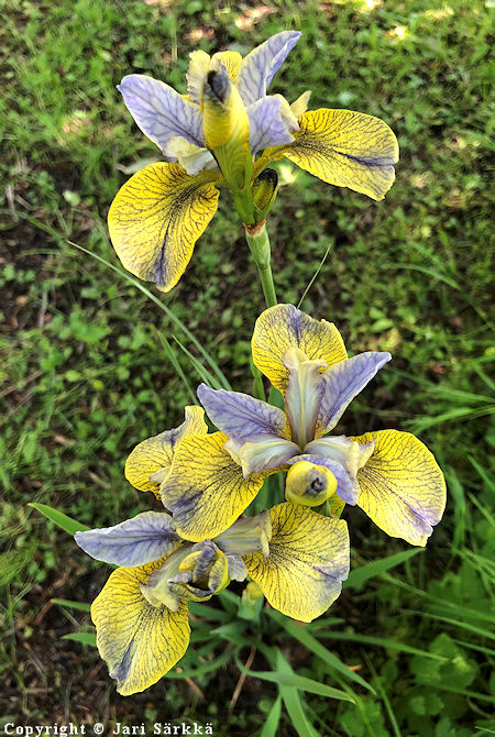 Iris Sibirica-Ryhmä 'Tipped in Blue', loistokurjenmiekka